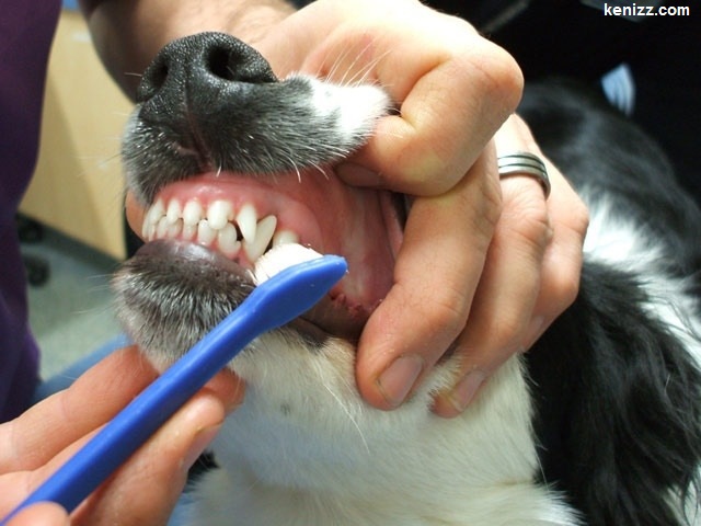 brushing dog teeth. alphatechng.com