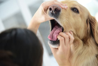 How to stop your dog from choking. todocat.com
