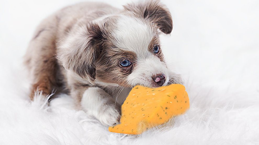 can dogs eat cheese | todocat.com