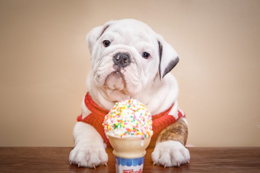 Can dogs eat ice cream |todocat.com