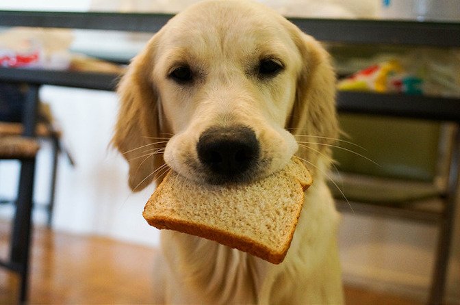 Can dogs eat bread |todocat.com
