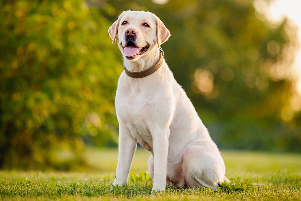 Labrador Retriever: Best dog breeds for kids | todocat.com