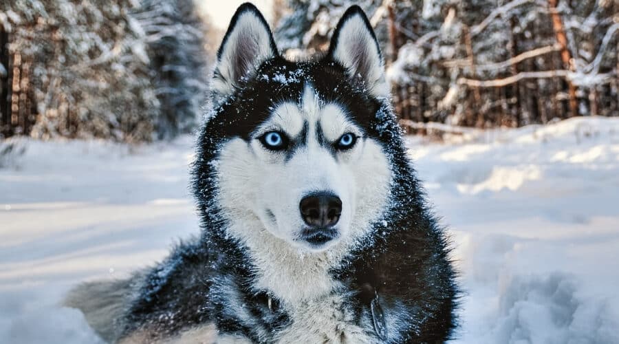 Siberian Huskies: Best dog breeds for kids | todocat.com