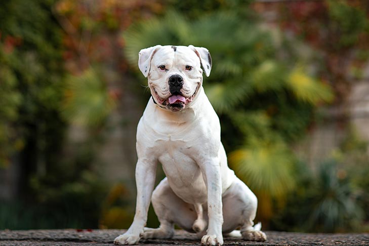 Aggressive Dog breeds| todocat.com