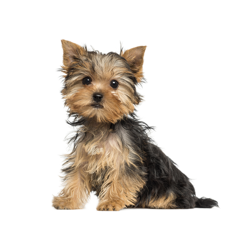 Smallest dog breeds | todocat.com