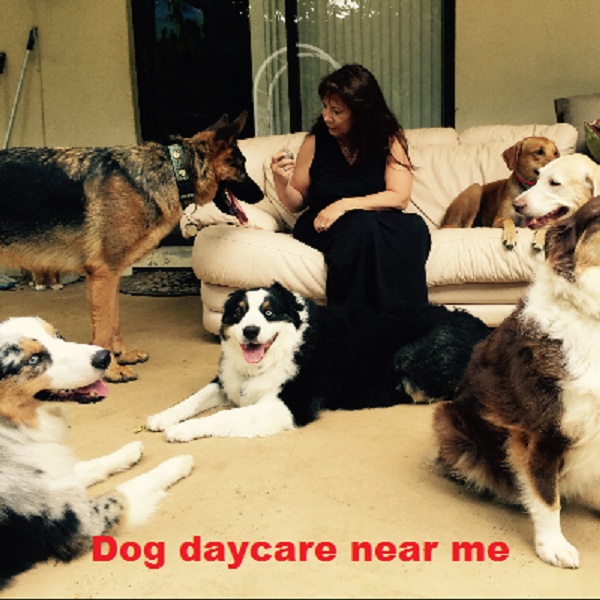 Dog daycare near me| todocat.com