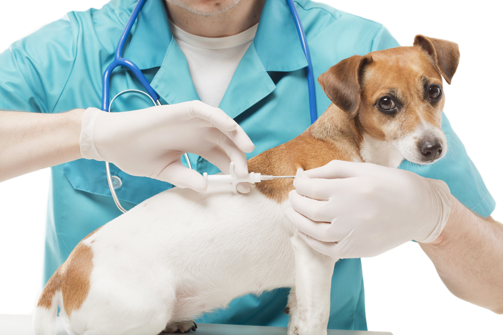keep your pets healthy while you're away: vaccines | todocat.com