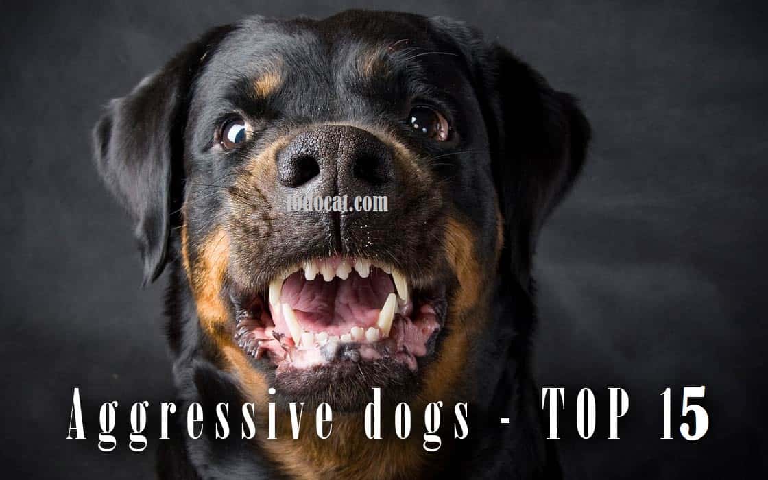 Aggressive dogs - TOP 15|| todocat.com
