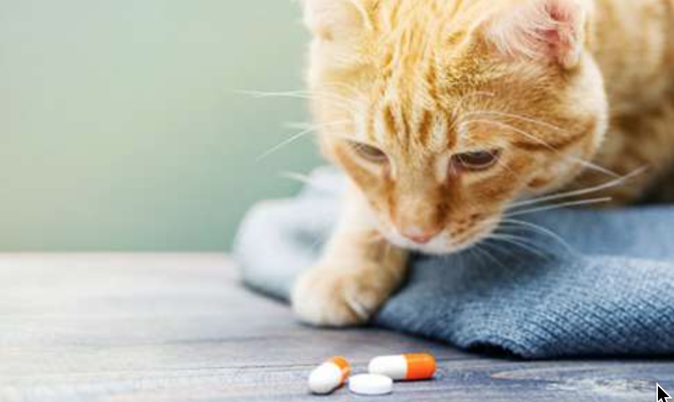 How to make a cat throw up: medication | todocat.com