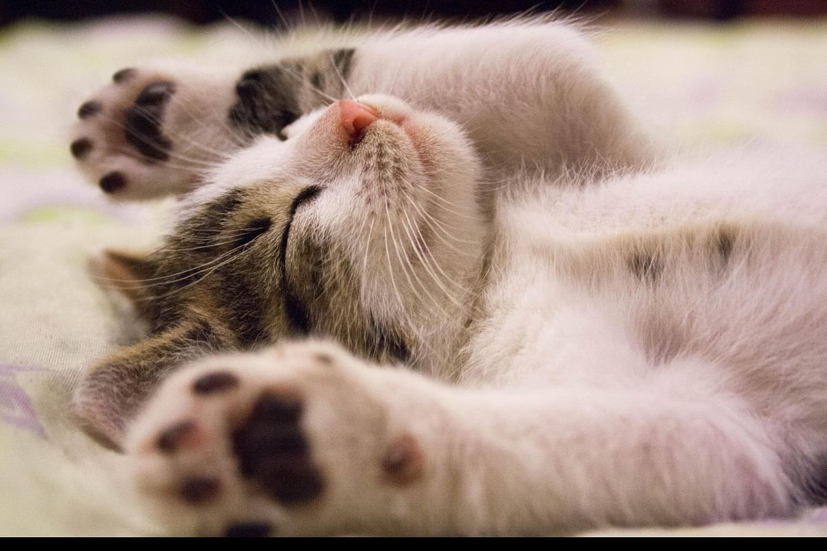 causes of death in cats |todocat.com