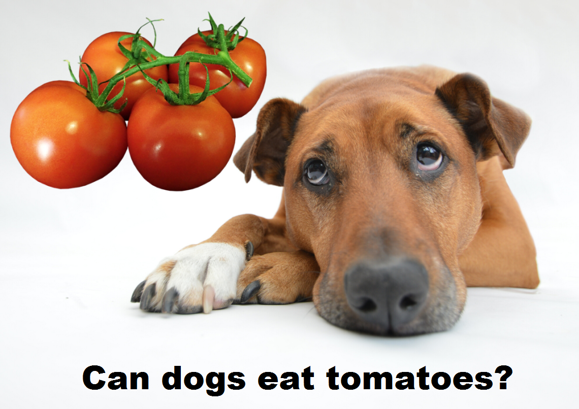 Dogs eat перевод на русский. Dog eat Dog. I like to eat Tomatoes. A Dog can.