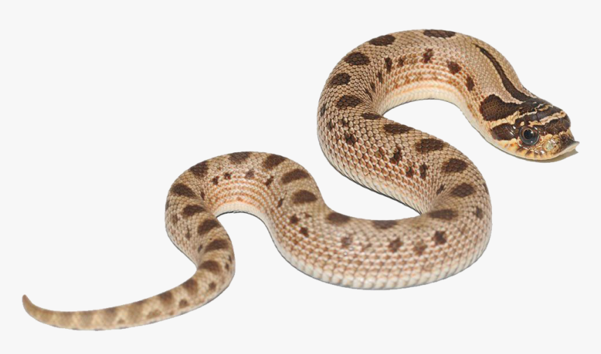 pet snakes | todocat.com