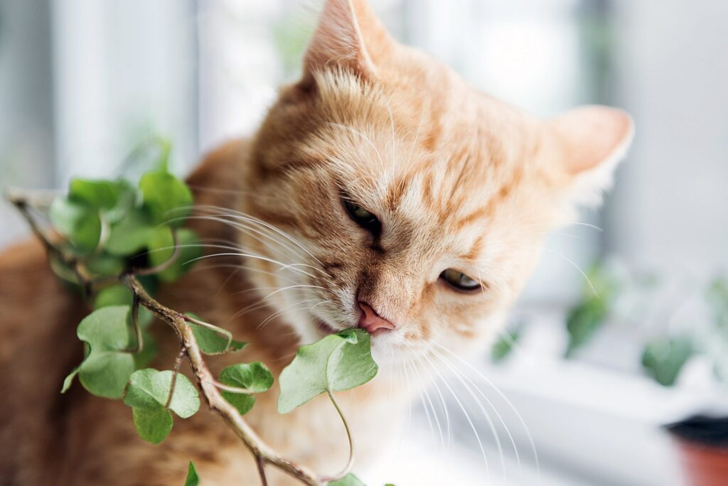 How to make a cat throw up: Toxins | todocat.com