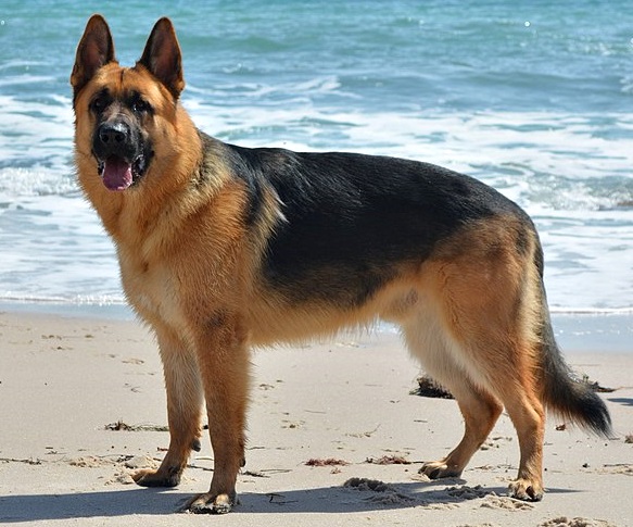 German Shepherd: Best dog breeds for kids | todocat.com