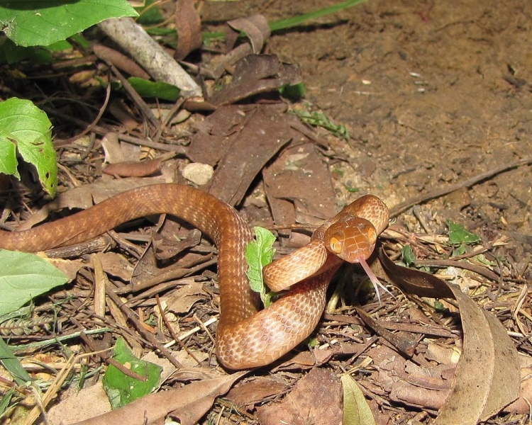 brown tree snake| todocat.com