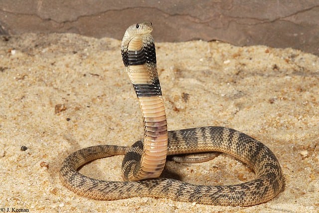 Most Venomous Snake | todocat.com