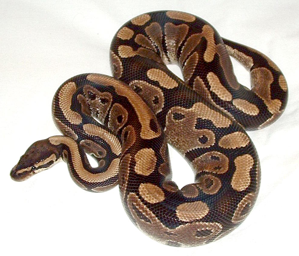 ball python | todocat.com