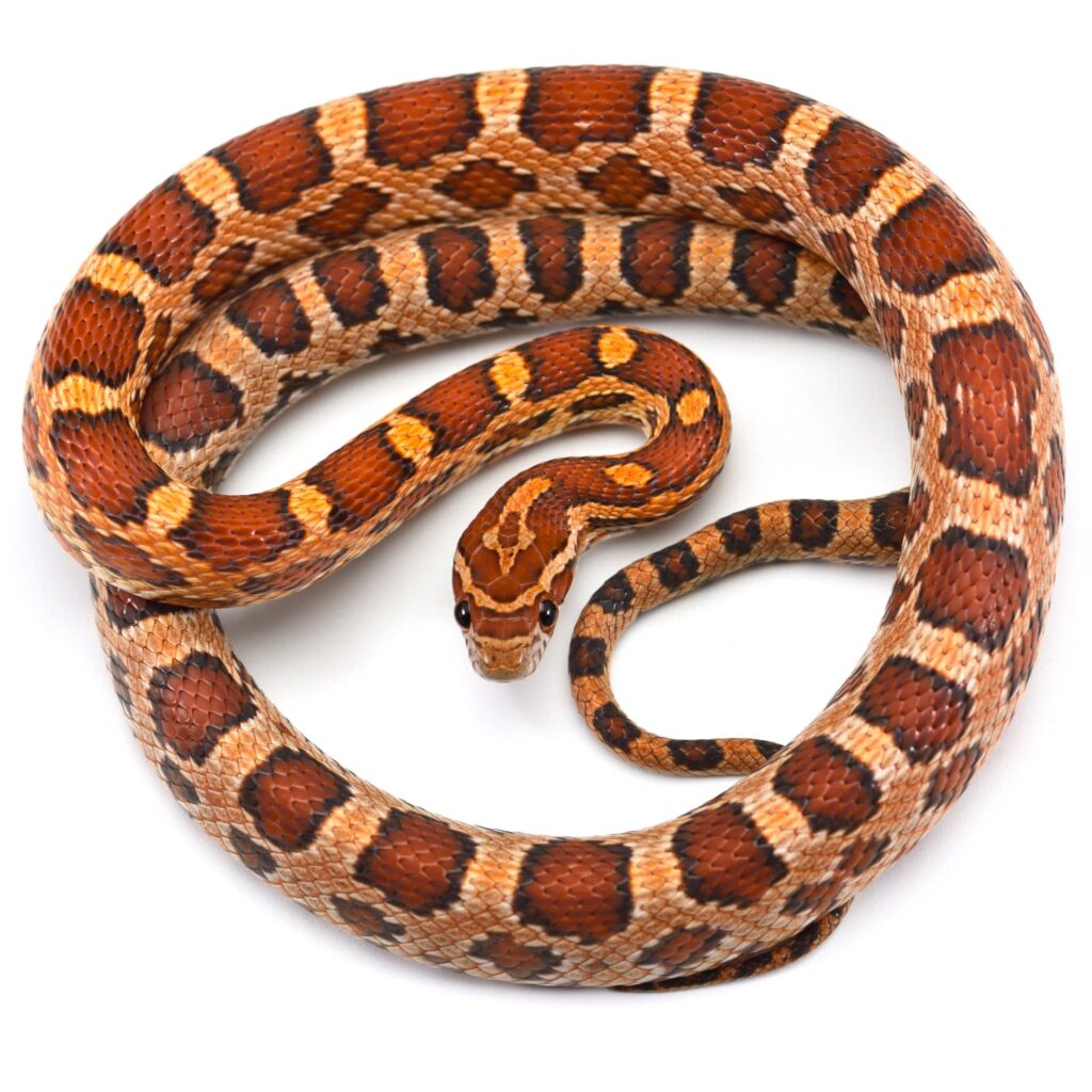 pet snakes | todocat.com