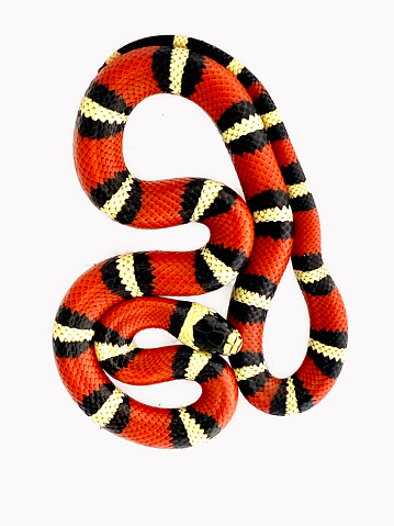 king snake | todocat.com