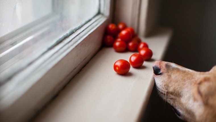 Can dogs eat tomatoes| todocat.com