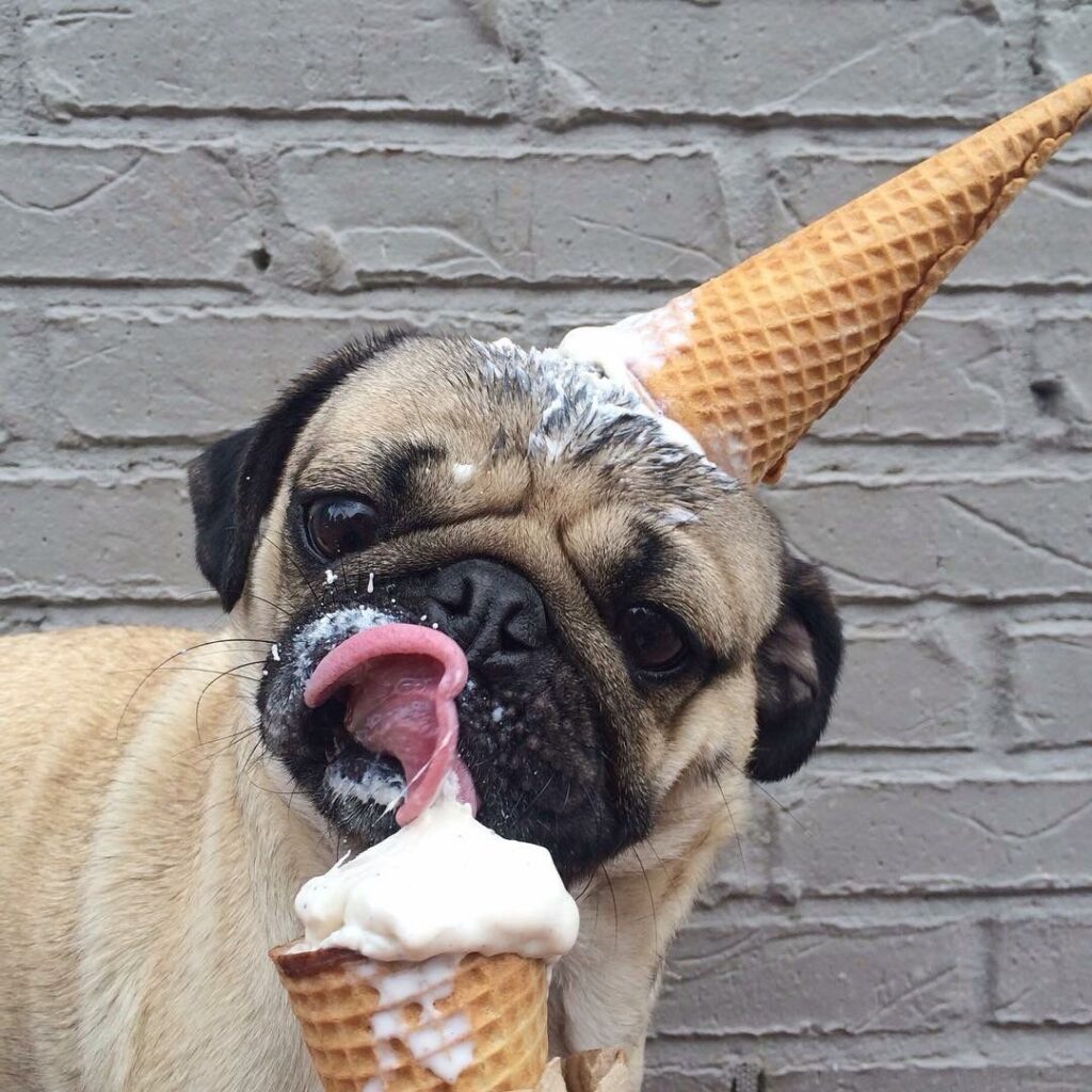 Can dogs eat ice cream |todocat.com