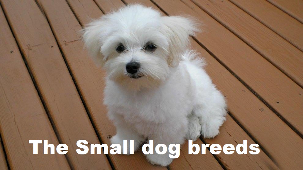 The Small dog breeds | todocat.com