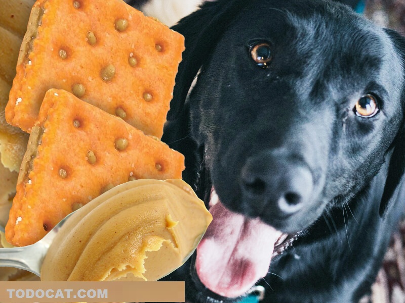 Can dogs eat crackers and peanut butter | todocat.com