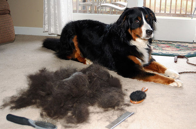 Bernese mountain dog hair cut|todocat.com