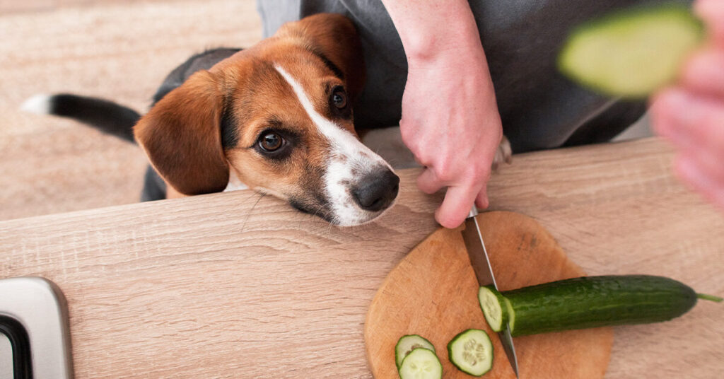 Can dogs eat cucumbers |todocat.com