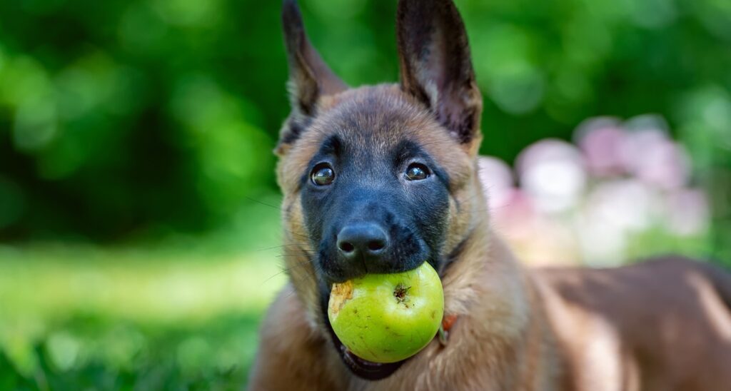 Can dogs eat green apples | todocat.com
