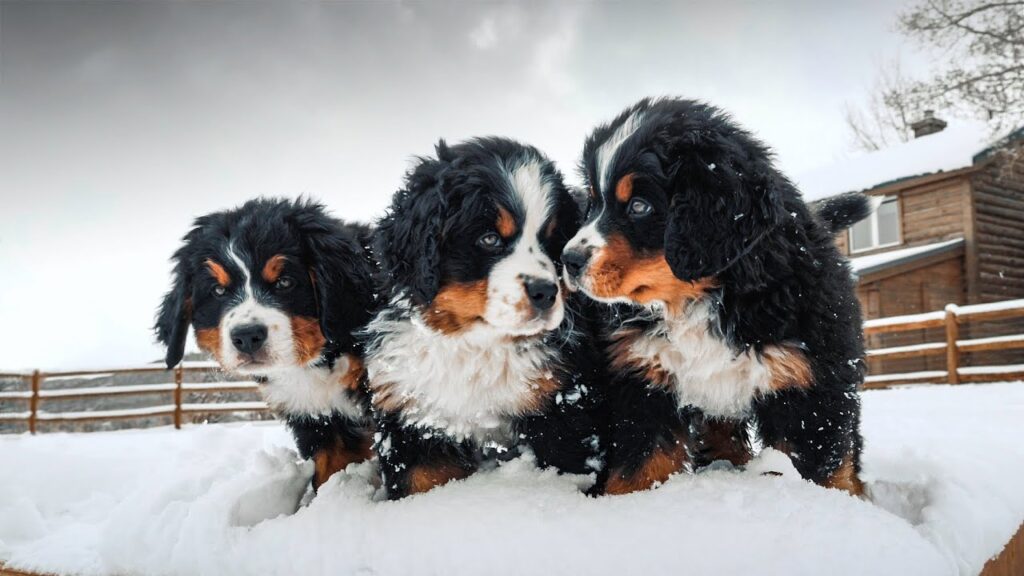 mountain dog puppies |todocat.com
