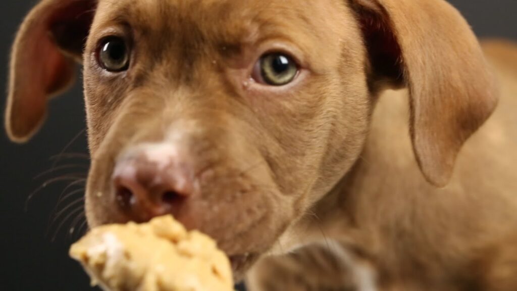 Can dogs eat crackers and peanut butter | todocat.com