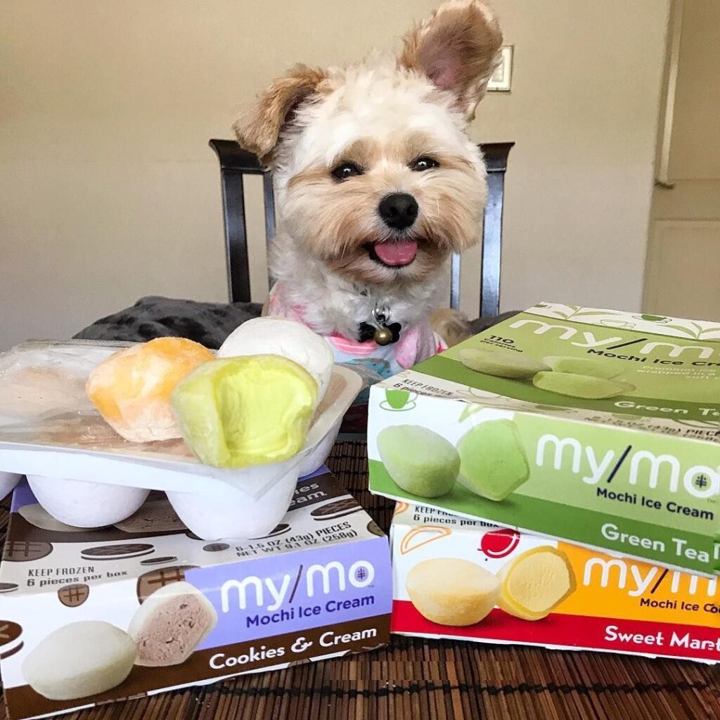 (Can dogs eat mochi?)| todocat.com