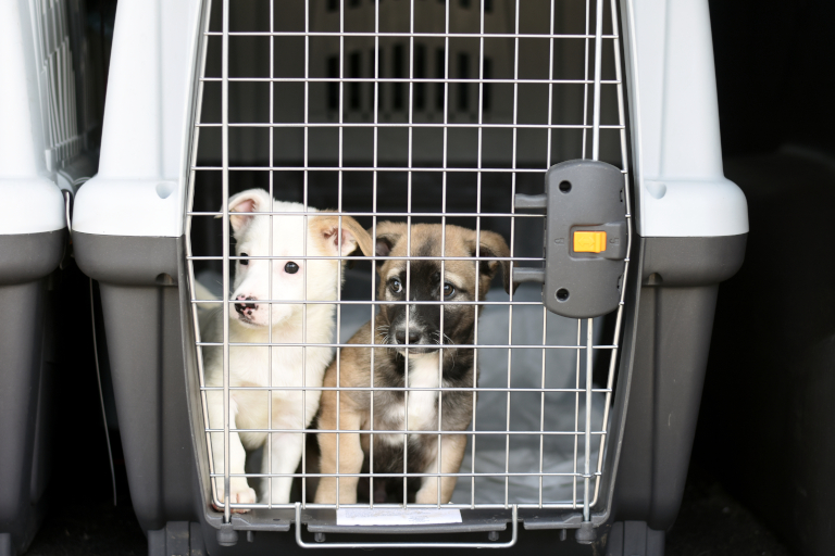 Dogs in a carrier.
