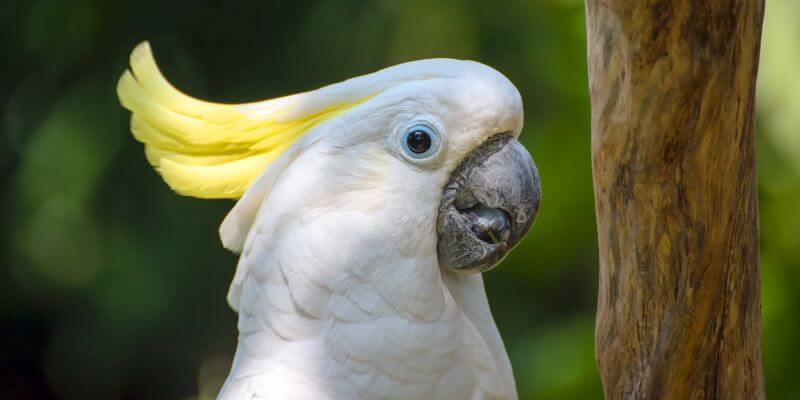 cockatoo parrot - what is the nature of the cockatoo bird?