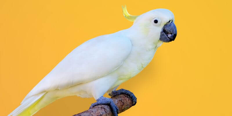 cockatoo parrot - and its diet