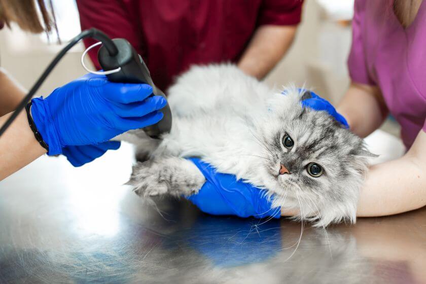 when to castrate a cat