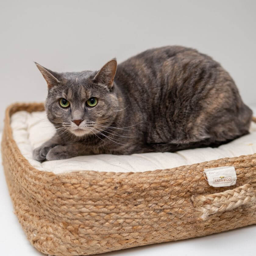 Cat bed - which one is worth choosing?