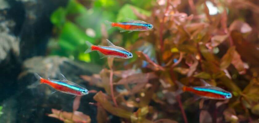 neon lights - aquariums with neon lights how to prepare them
