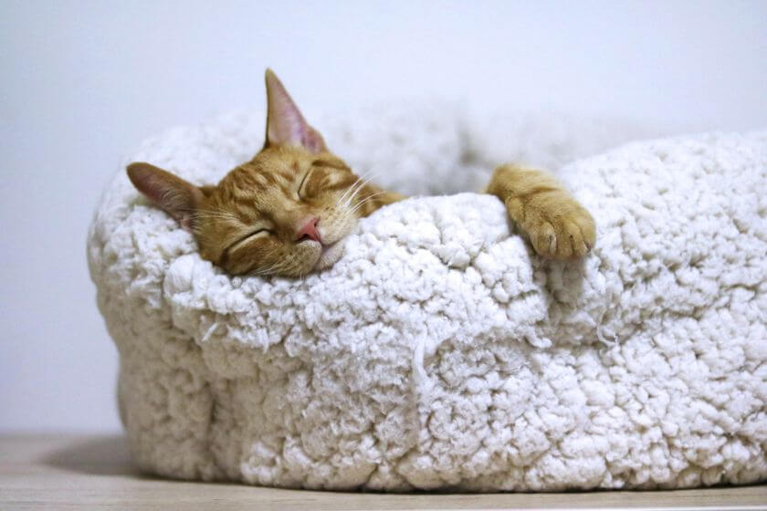 Cat bed - is it needed?