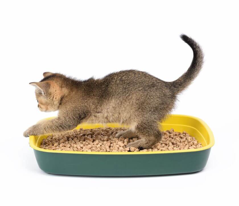 Cat litter is a relatively new invention