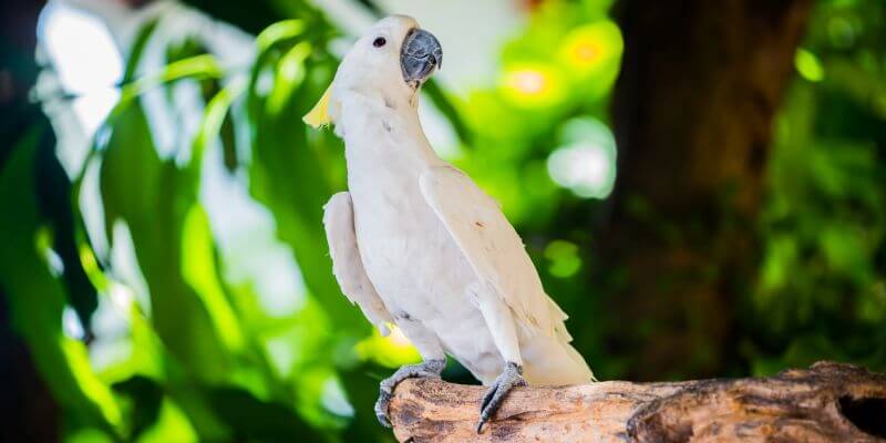 cockatoo parrot - a bird native to Australia and East Asia