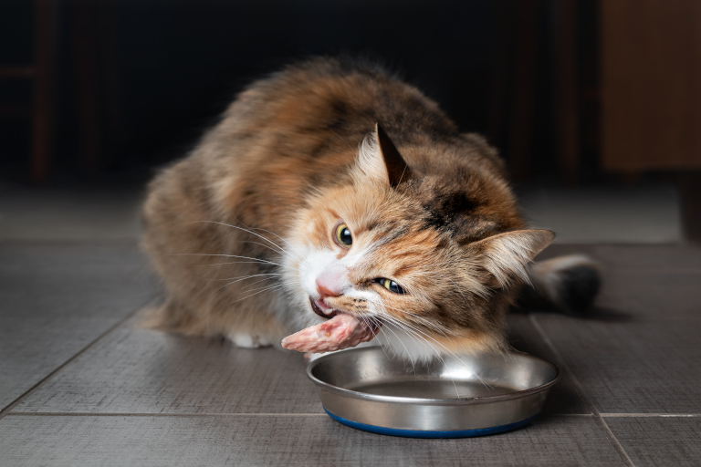 Cat eating meat from a bowl.