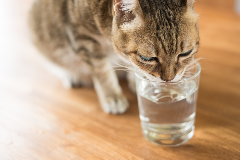 The cat drinks water from a glass.
