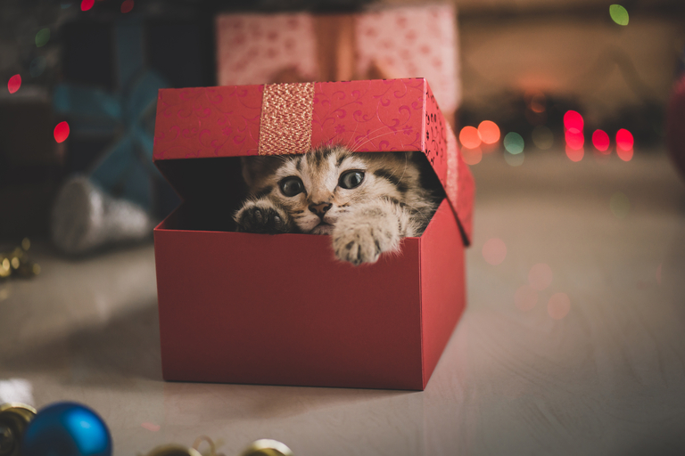 Cat in a gift box.