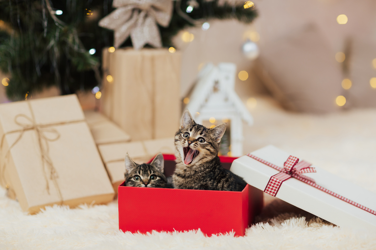 A gift for a cat for Christmas, a cat in a gift box.