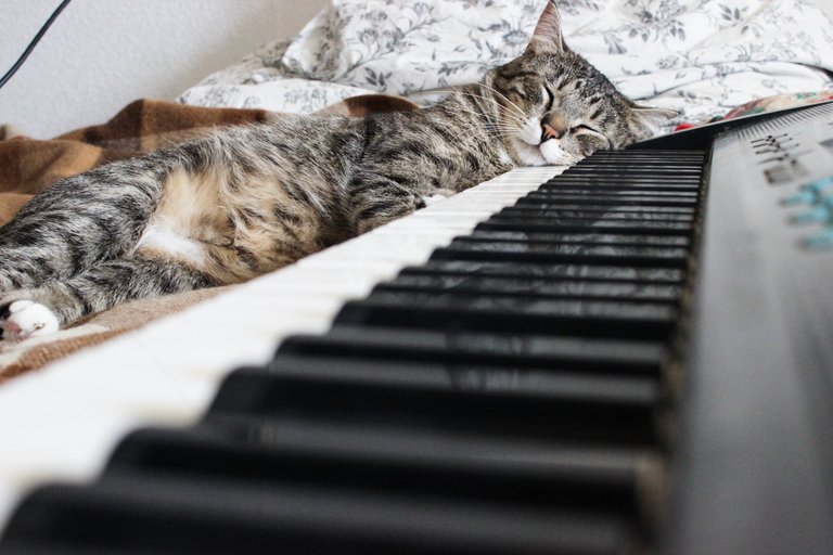 Relaxing music for a cat, a cat sleeping at the piano.
