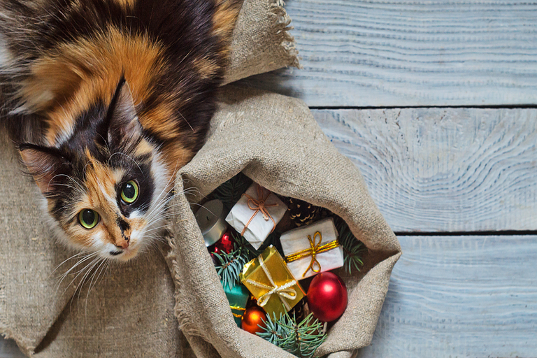Cat with a bag of gifts.