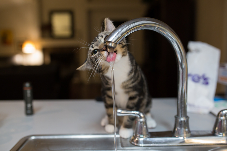 The cat drinks tap water.