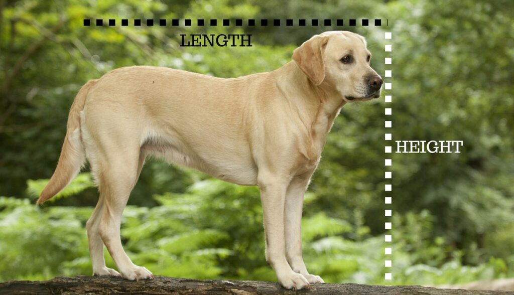 measure a dog's height | todocat.com